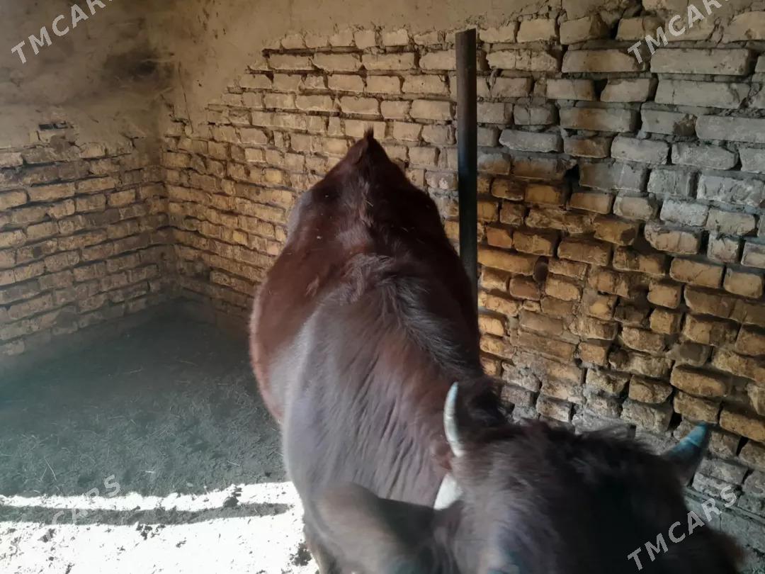 bakylan gulajyn - Мары - img 6