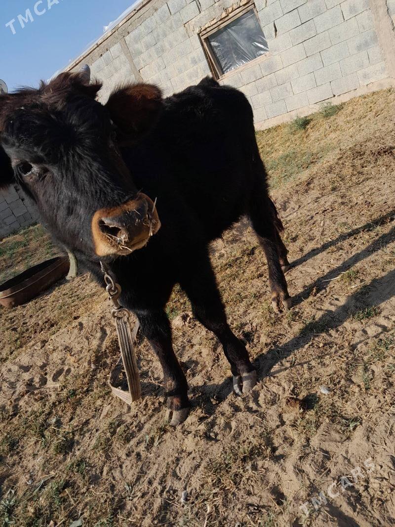 öküz - Херрикгала - img 2