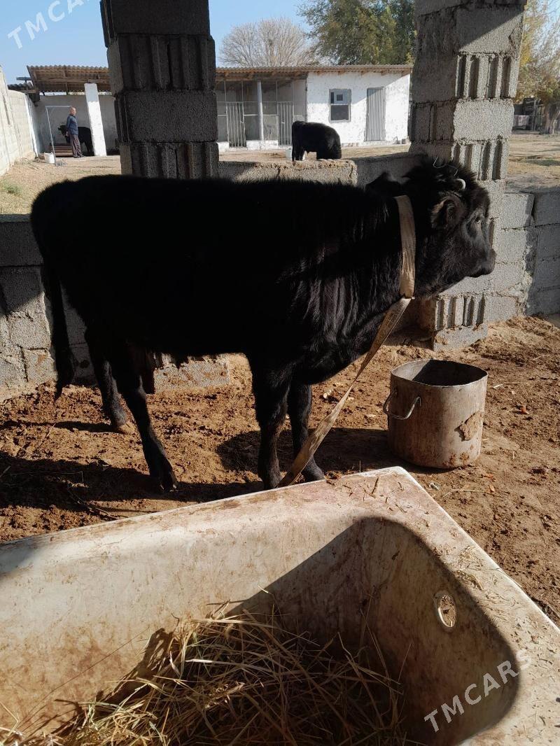 öküz - Херрикгала - img 6