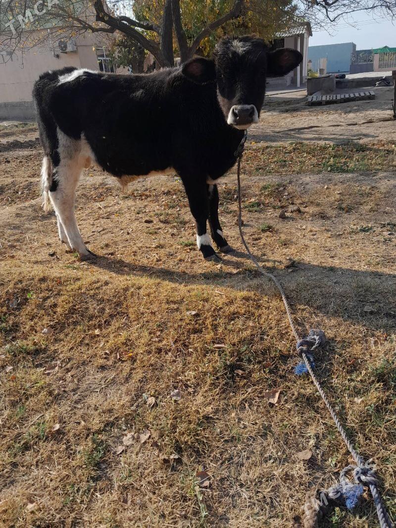 öküz - Херрикгала - img 3