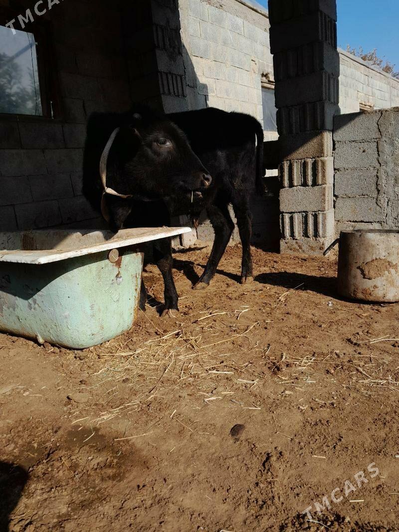 öküz - Херрикгала - img 5