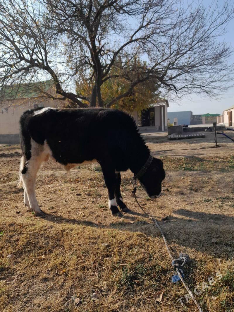 öküz - Херрикгала - img 4