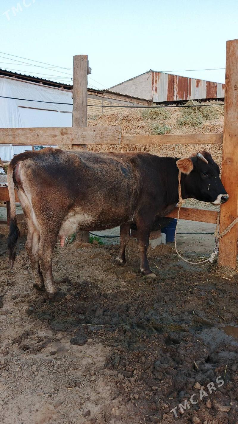 Sygyr - Гёкдепе - img 2