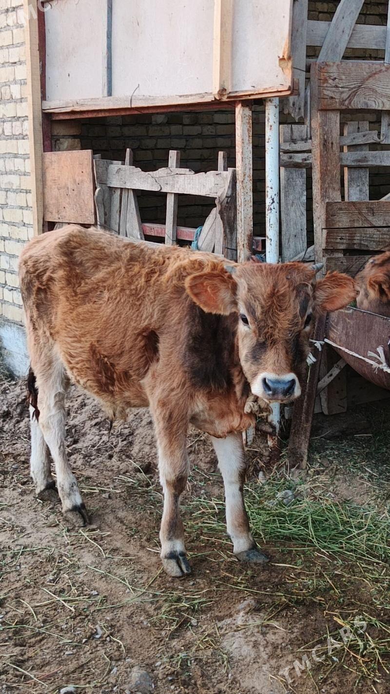 Sygyr - Гёкдепе - img 4