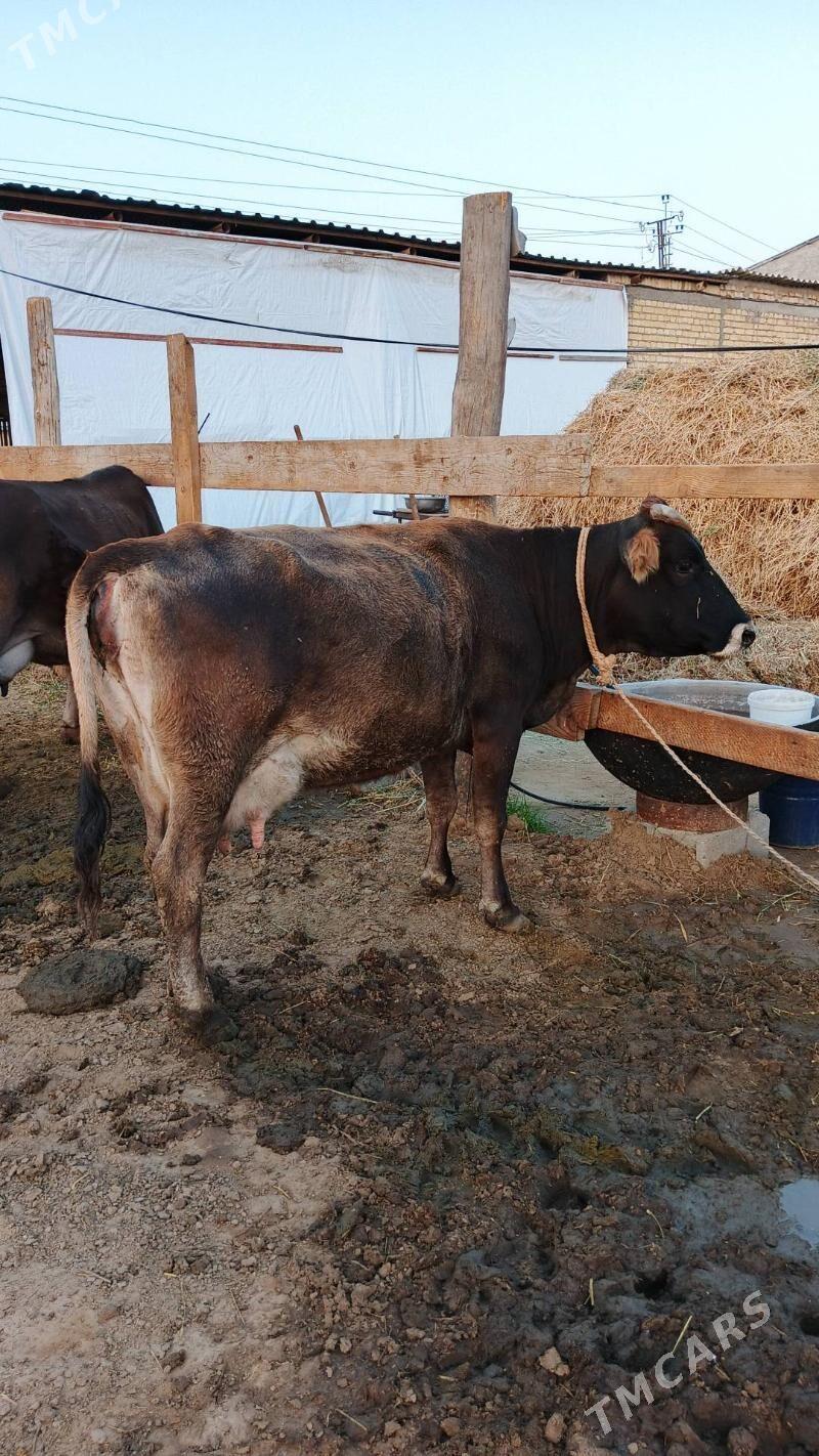 Sygyr - Гёкдепе - img 3