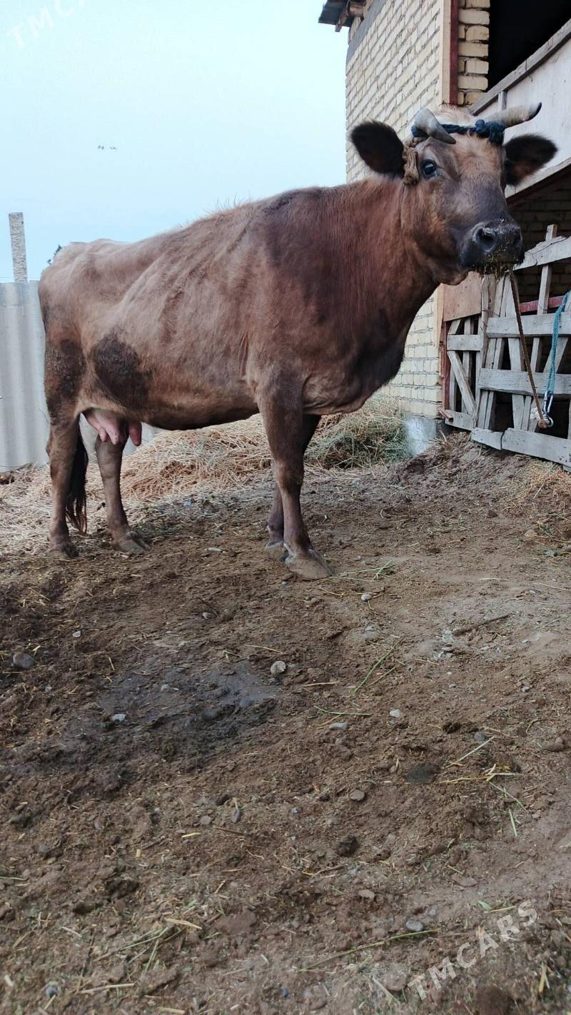 Sygyr - Gökdepe - img 1