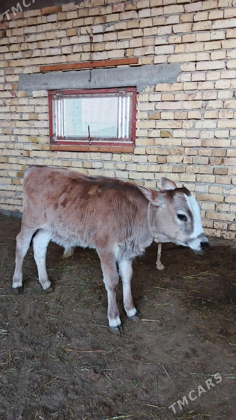 Sygyr - Gökdepe - img 4