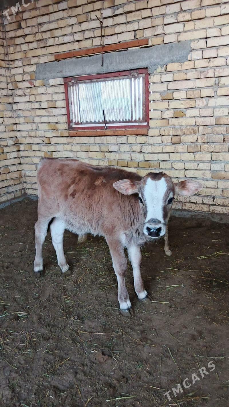 Sygyr - Gökdepe - img 5