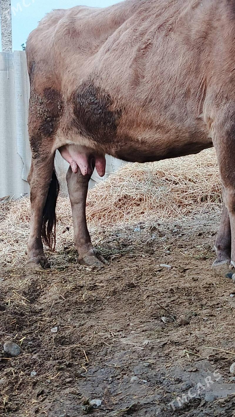 Sygyr - Gökdepe - img 2