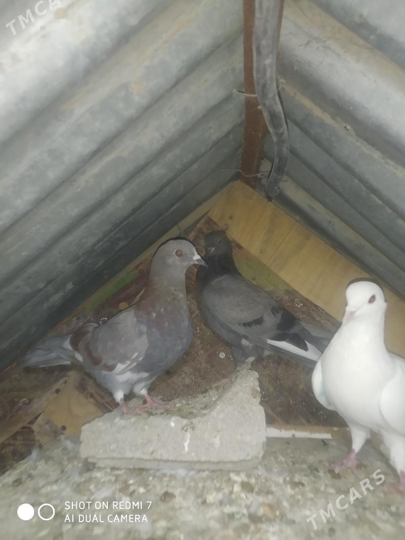 Kepderi - Гызыларбат - img 7