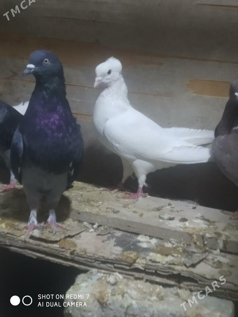 Kepderi - Гызыларбат - img 3