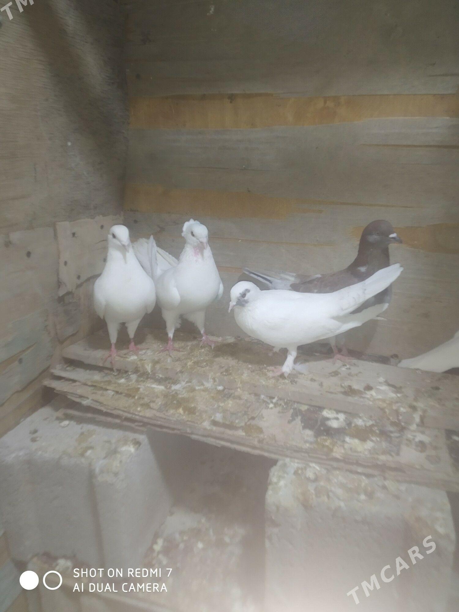 Kepderi - Гызыларбат - img 2