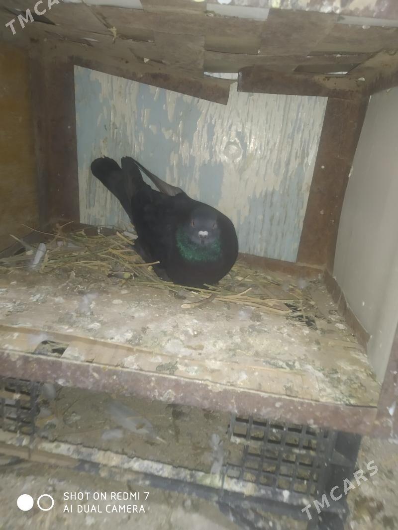 Kepderi - Гызыларбат - img 4