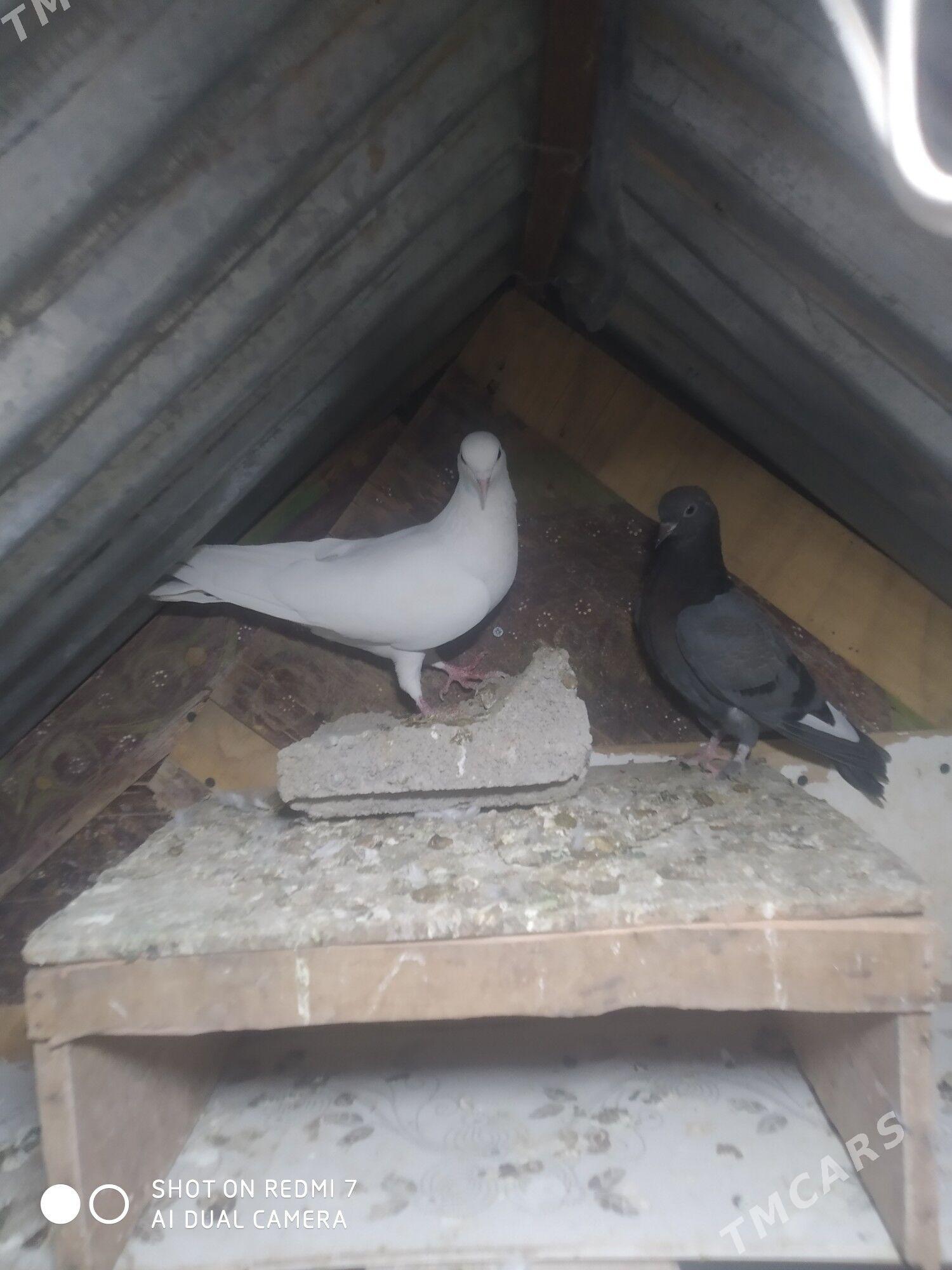 Kepderi - Гызыларбат - img 6