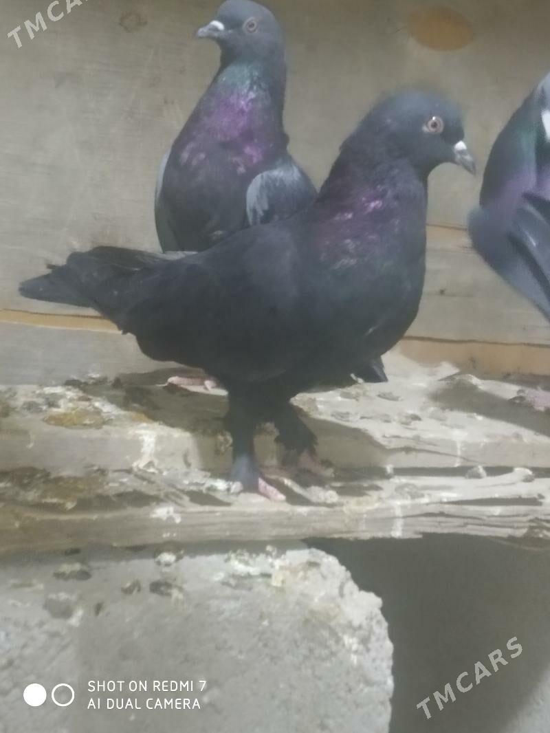 Kepderi - Гызыларбат - img 5