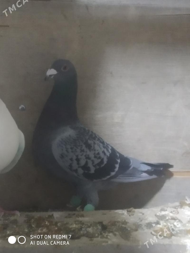 kepderi dyrakon - Гызыларбат - img 2