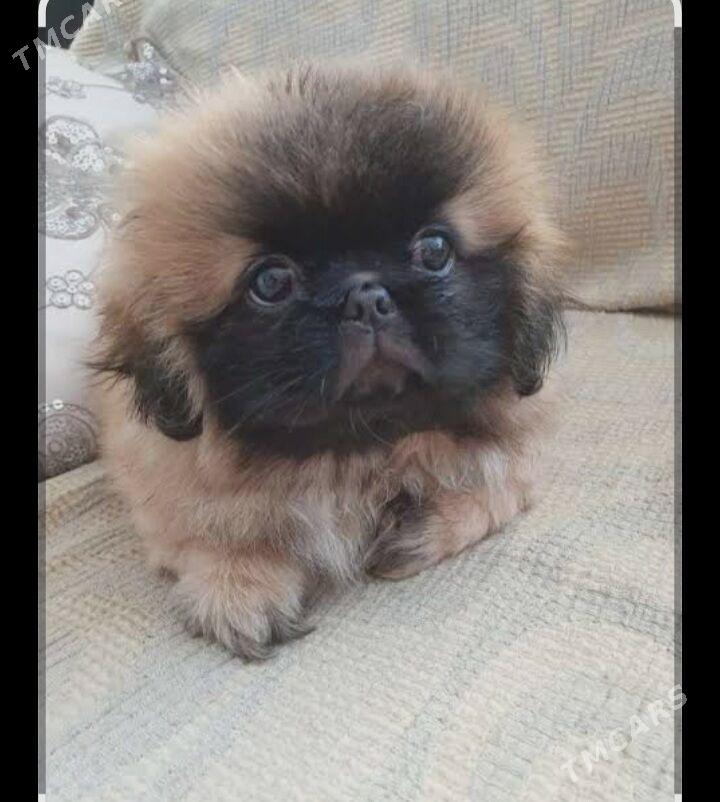 ПЕКИНЕС МАЛЬЧИКИ - Mary - img 2