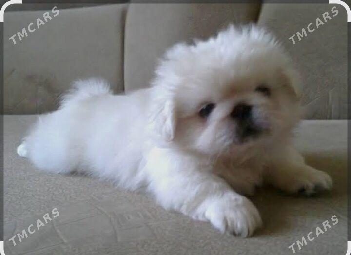 ПЕКИНЕС МАЛЬЧИКИ - Mary - img 1