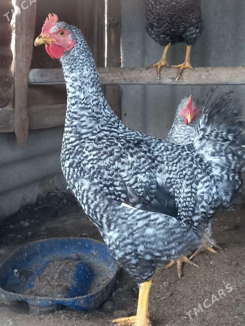 Gigant - Murgap - img 4