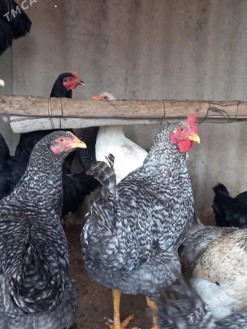 Gigant - Murgap - img 2