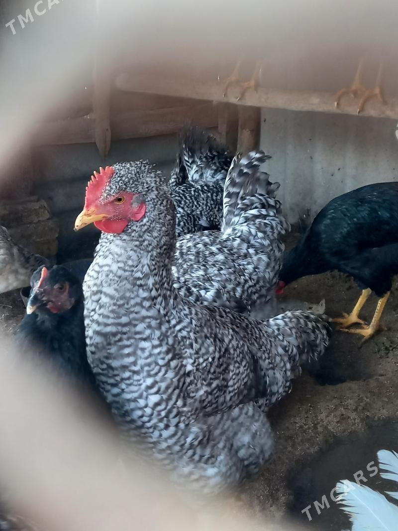 Gigant - Murgap - img 3