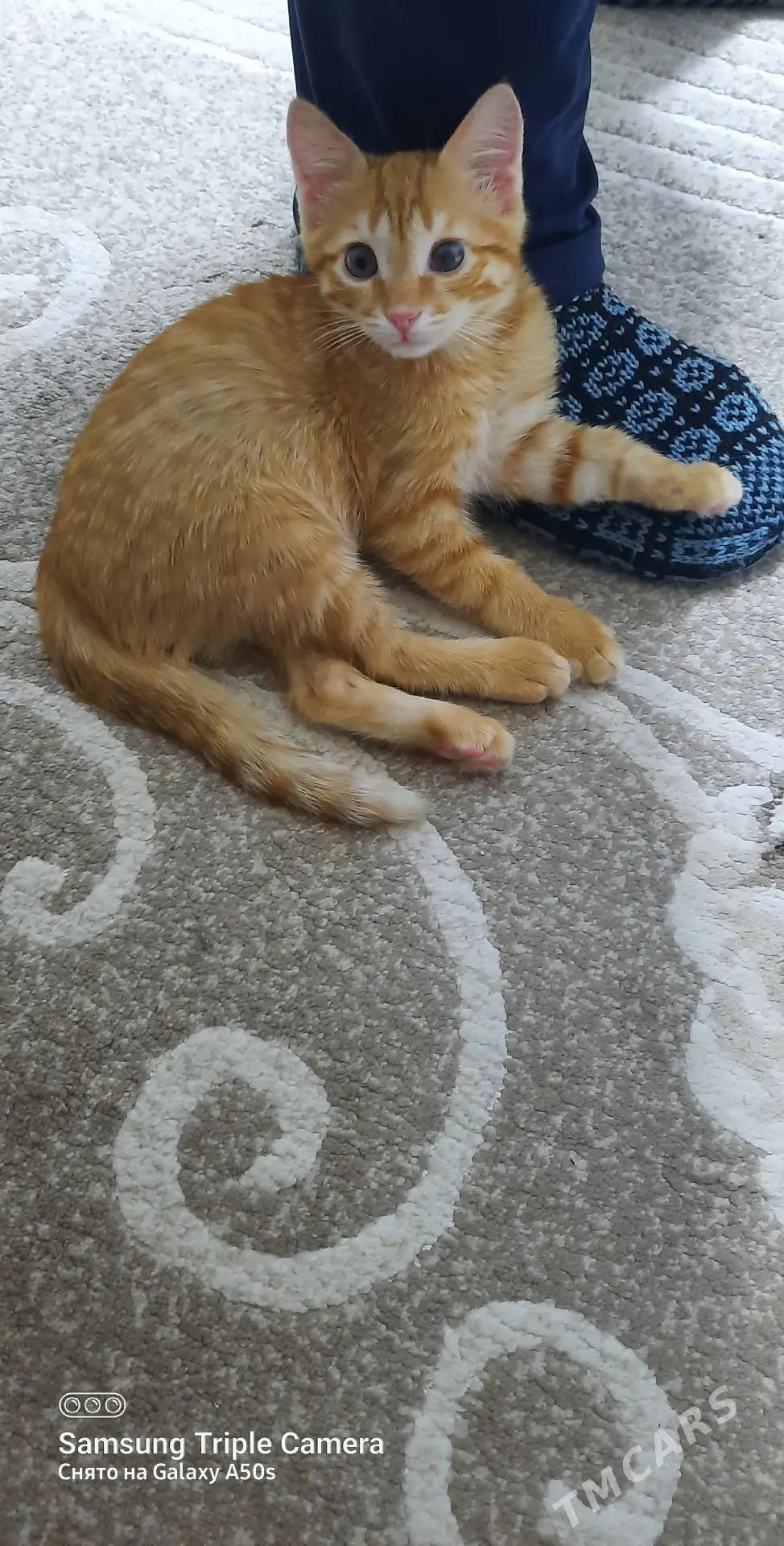 очень умный рыжик. - Mary - img 3