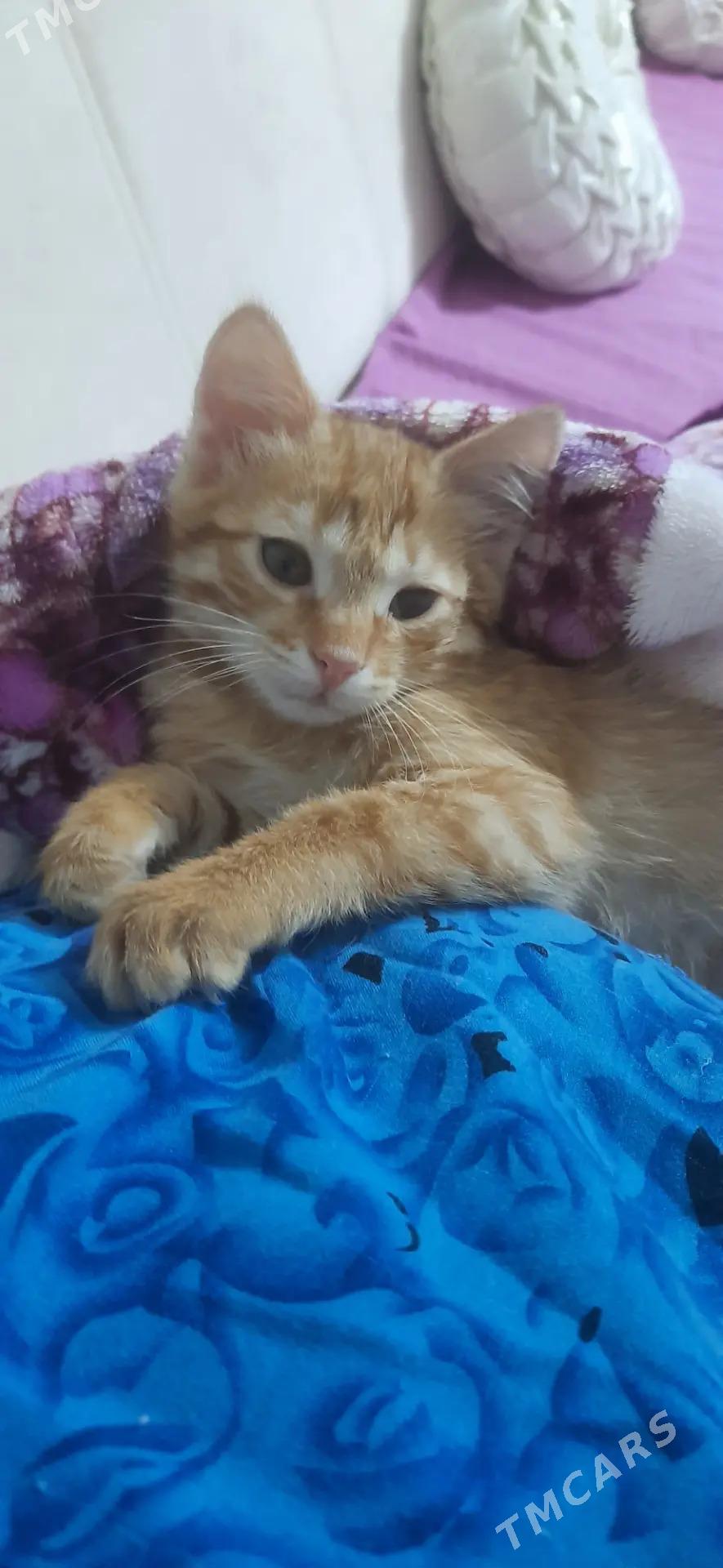 очень умный рыжик. - Mary - img 4