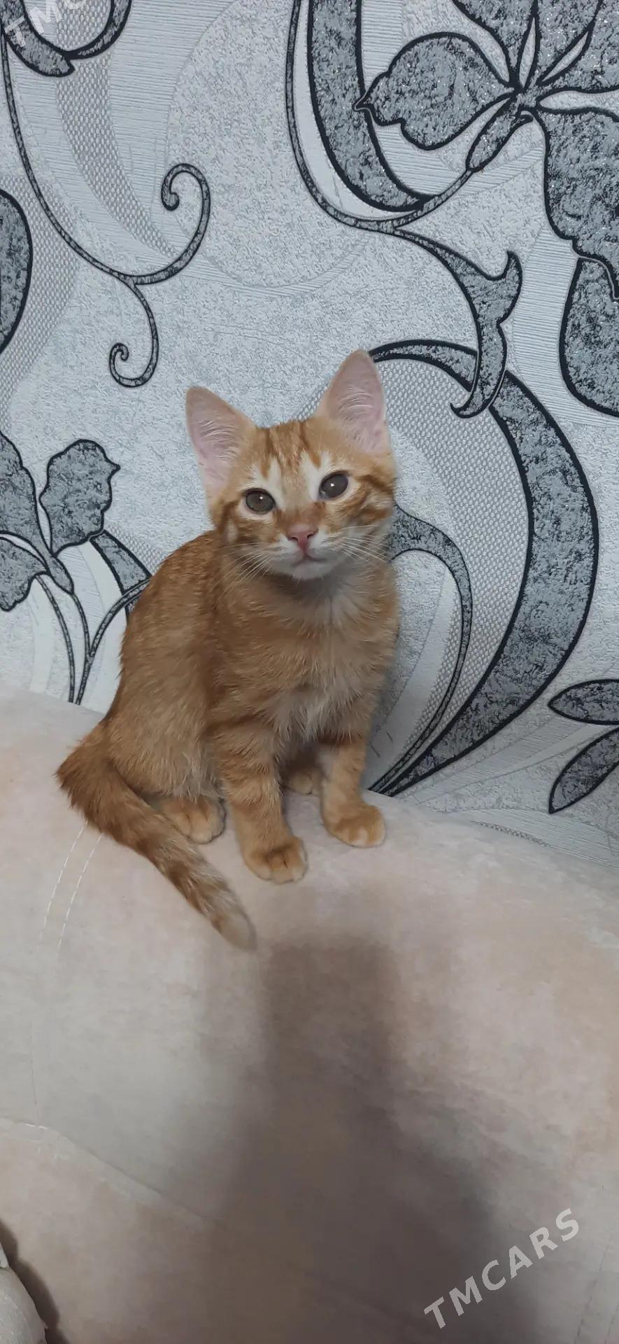 очень умный рыжик. - Mary - img 2