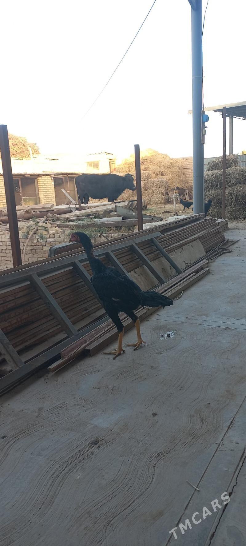 german (SHAMO vs AZIL) - Гарабекевюл - img 2