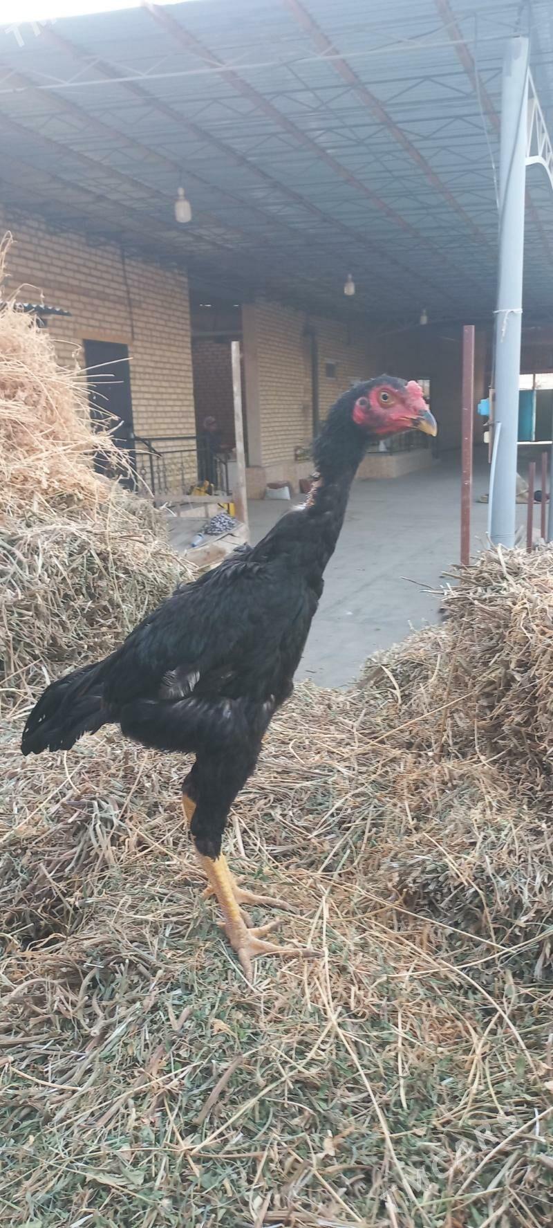 german (SHAMO vs AZIL) - Гарабекевюл - img 5