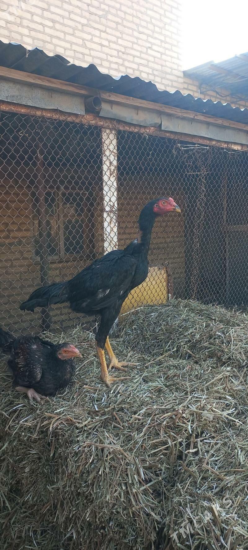 german (SHAMO vs AZIL) - Гарабекевюл - img 3