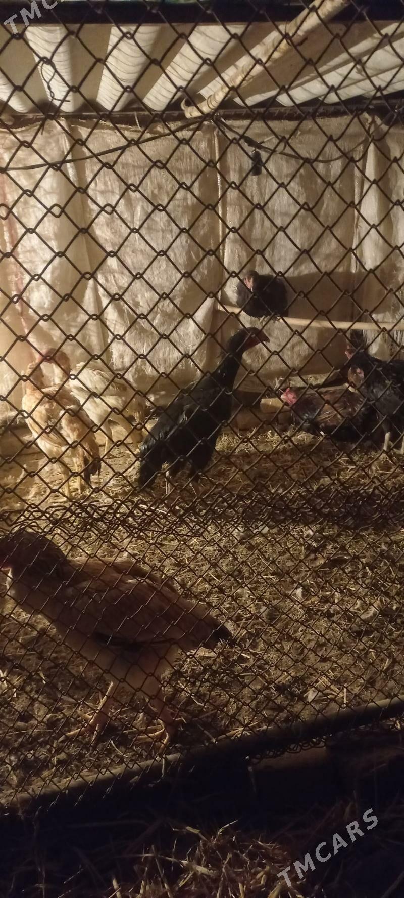 german (SHAMO vs AZIL) - Гарабекевюл - img 6