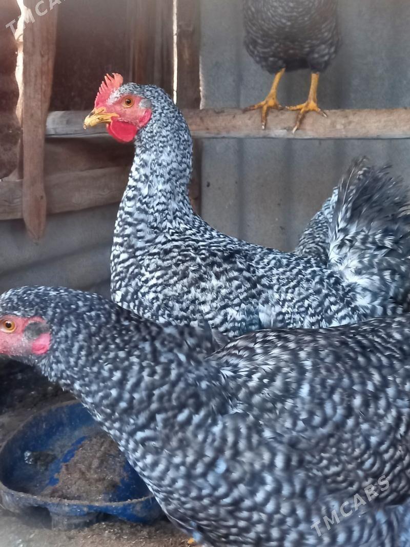 Gigant - Murgap - img 5