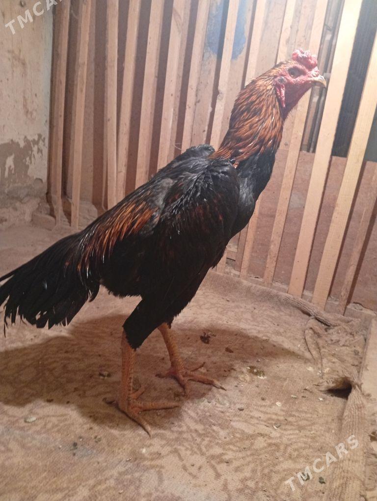 Horaz - Дашогуз - img 2