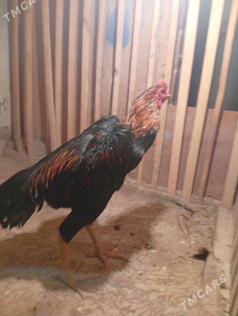 Horaz - Дашогуз - img 3