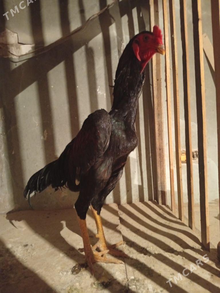 Horaz - Дашогуз - img 2