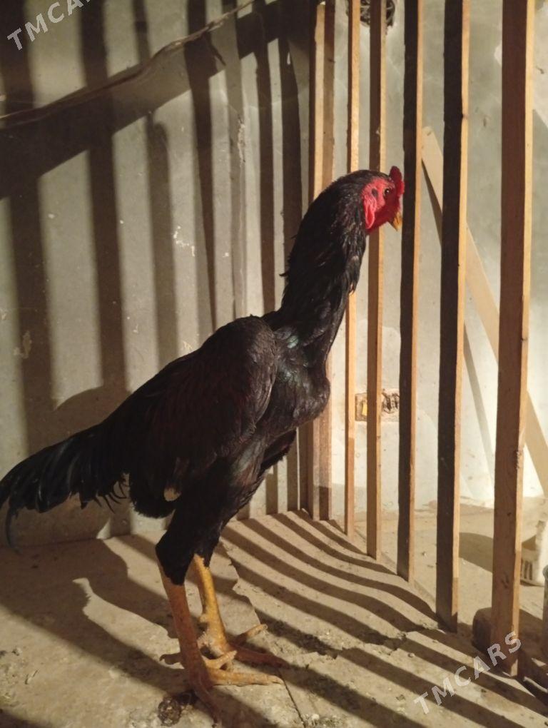 Horaz - Дашогуз - img 3