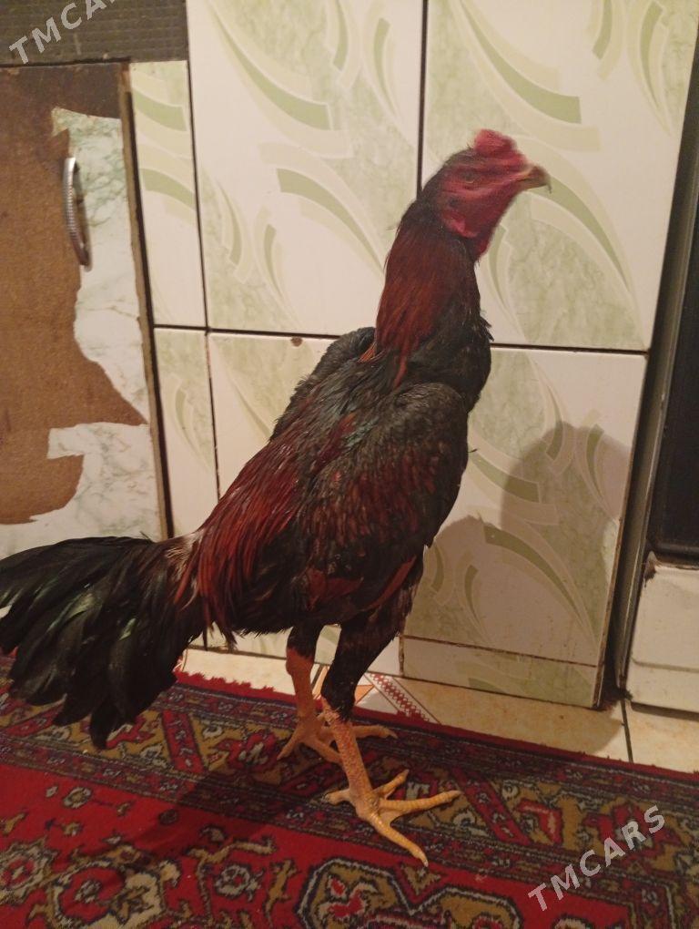 Horaz taskent - Daşoguz - img 2