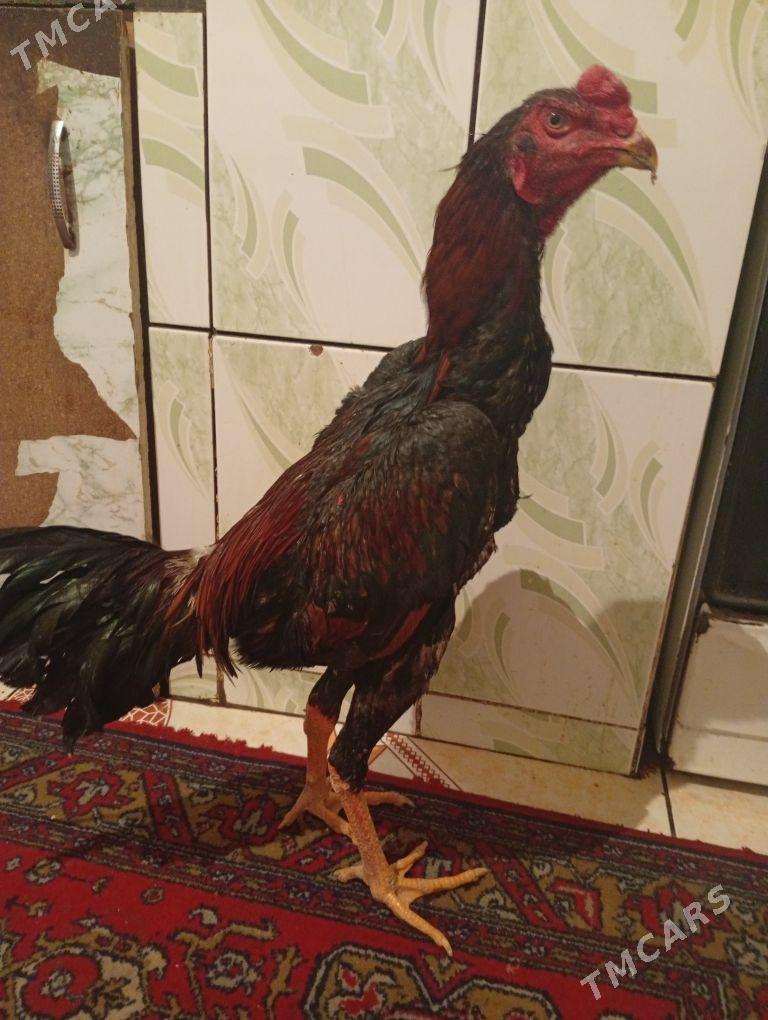 Horaz taskent - Daşoguz - img 4