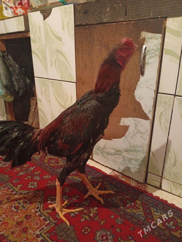 Horaz taskent - Daşoguz - img 6