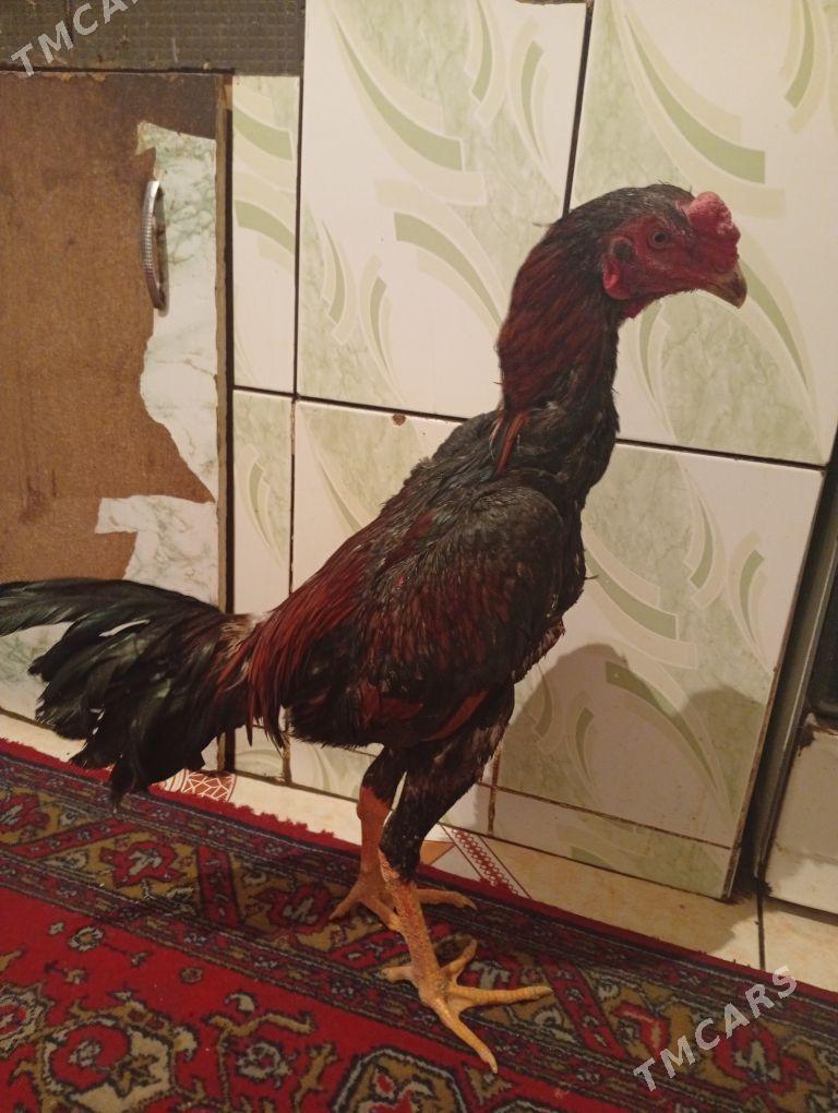 Horaz taskent - Daşoguz - img 5