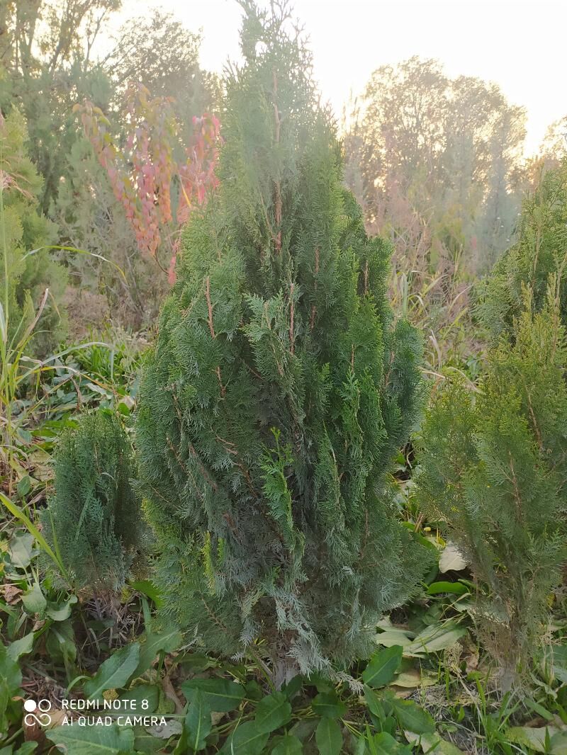 tuya, orizona, zolatistiy, - Ашхабад - img 2