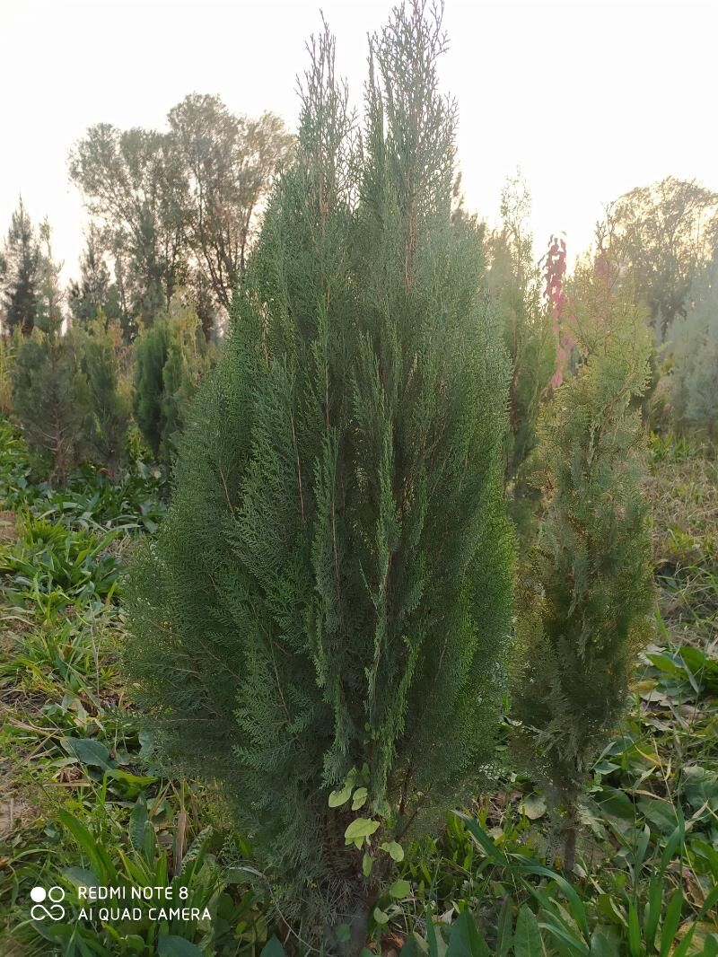 tuya, orizona, zolatistiy, - Ашхабад - img 3