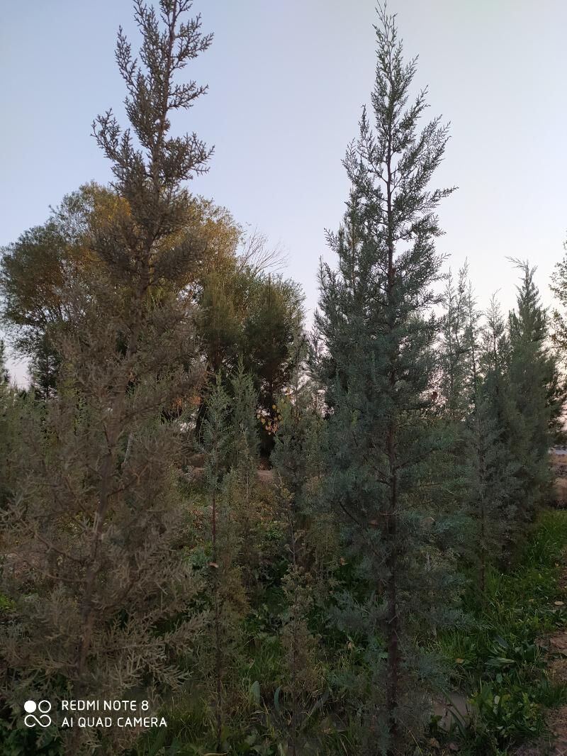 tuya, orizona, zolatistiy, - Ашхабад - img 7