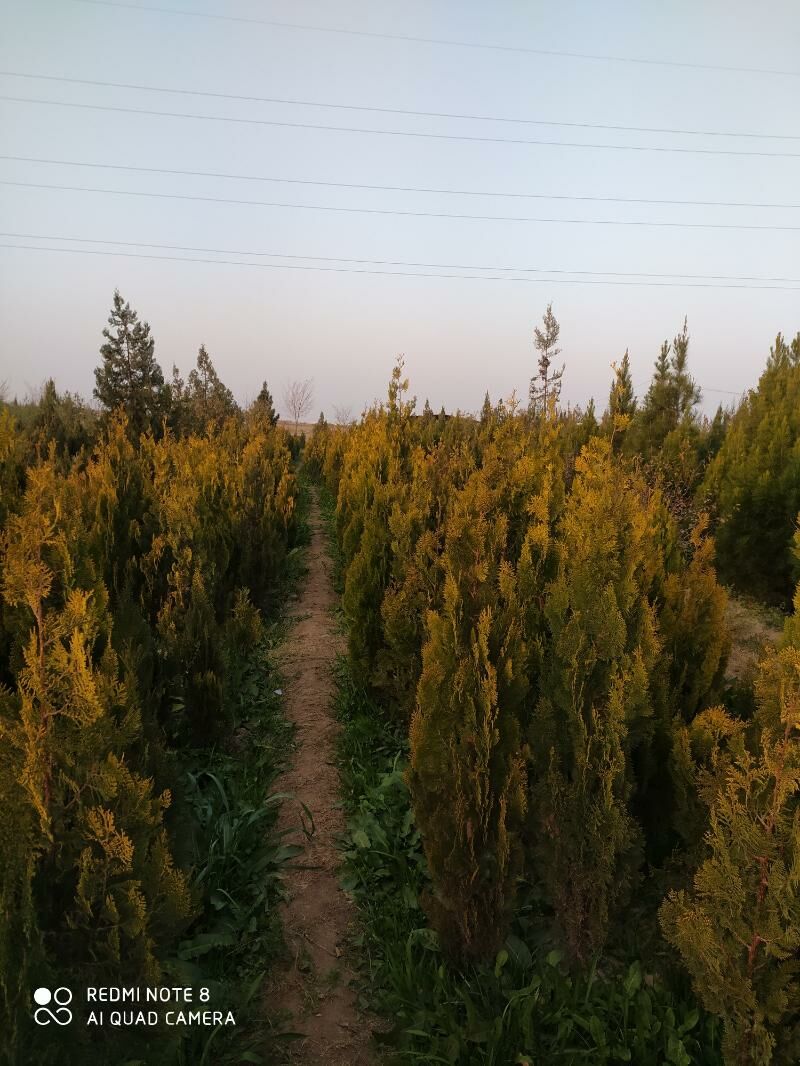 tuya, orizona, zolatistiy, - Ашхабад - img 8