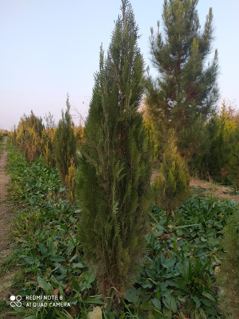 tuya, orizona, zolatistiy, - Ашхабад - img 6