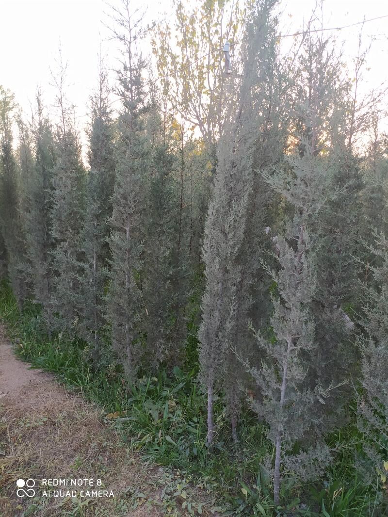 tuya, orizona, zolatistiy, - Ашхабад - img 5