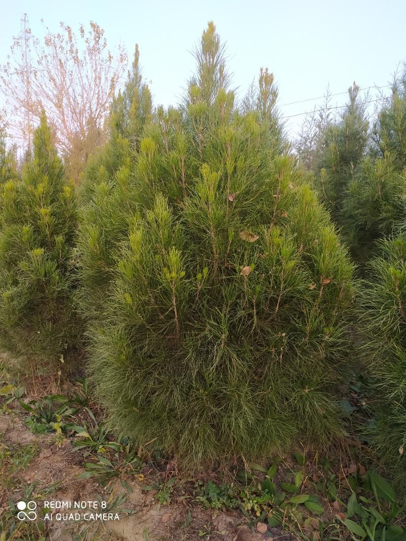 tuya, orizona, zolatistiy, - Ашхабад - img 4