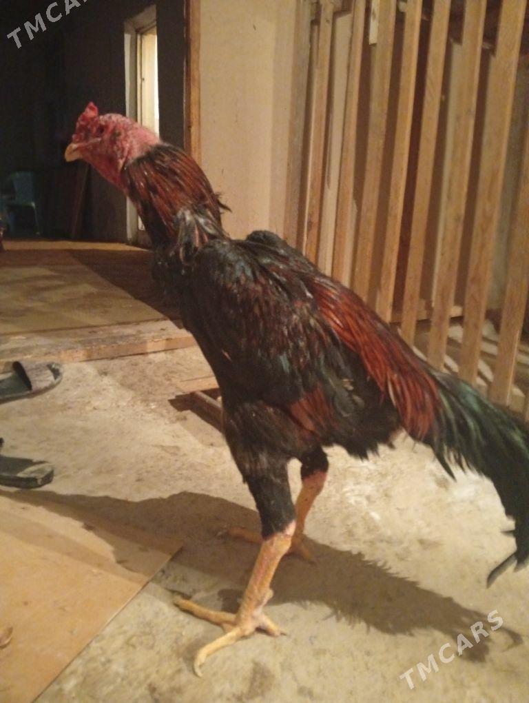 Horaz - Дашогуз - img 2