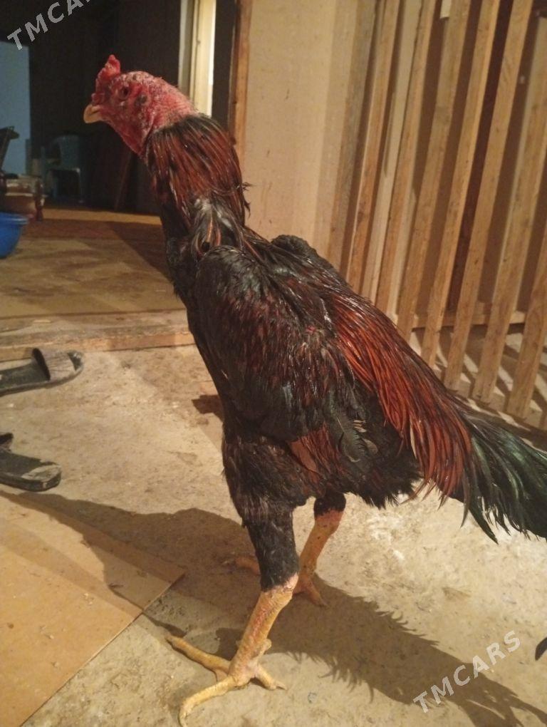 Horaz - Дашогуз - img 3